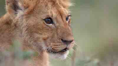 Filmmakers Spent Four Years Following a Lion On His Journey to Become King