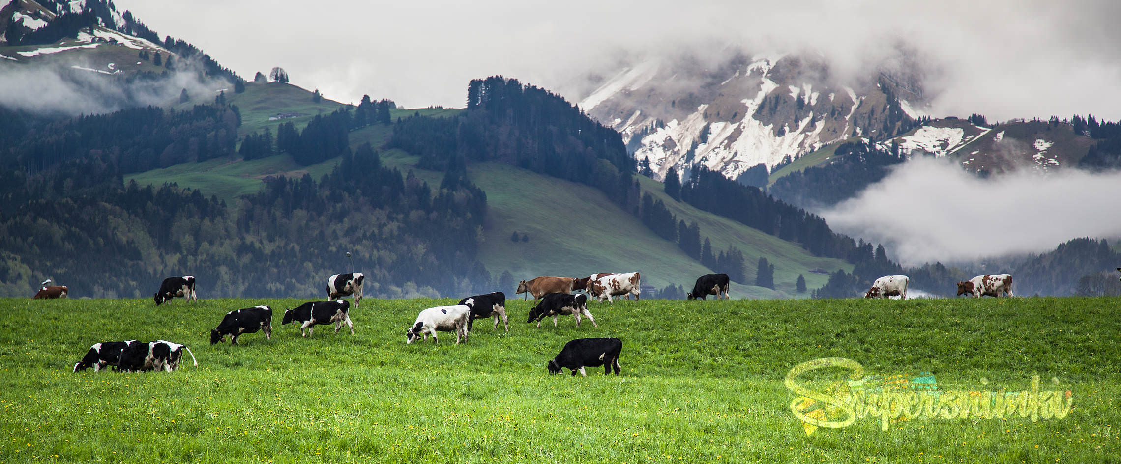 Альпийские коровки
