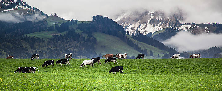 Альпийские коровки