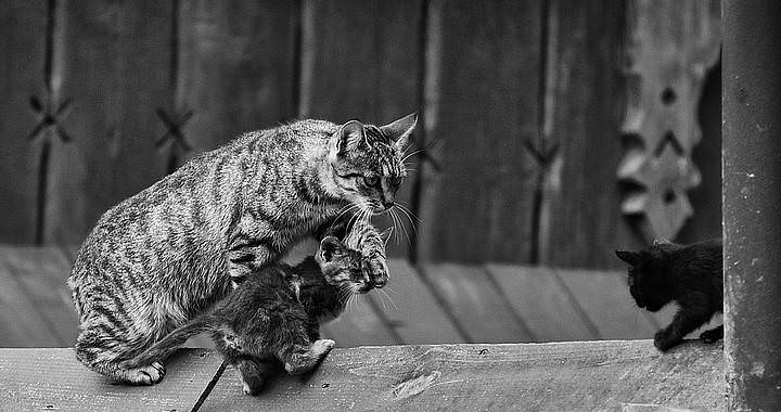 cat family