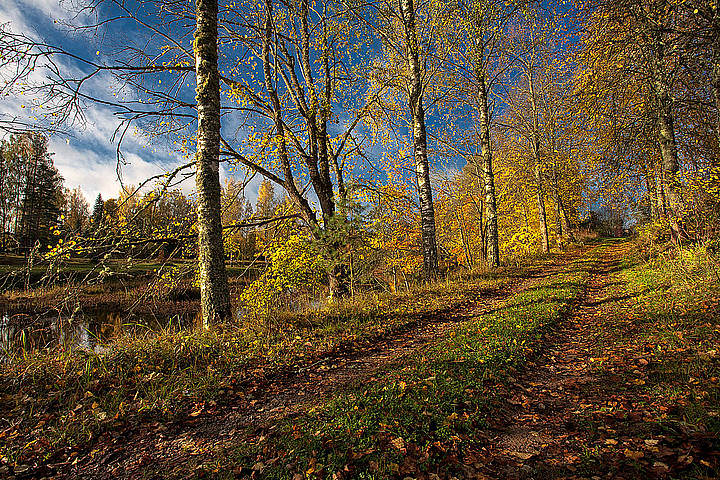 autumn morning