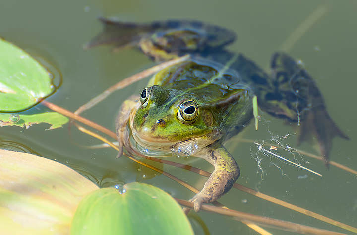 DSC_0278.jpg