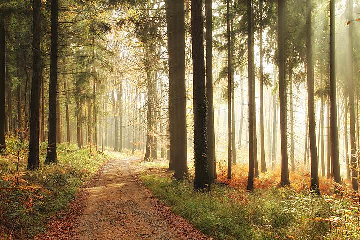 осенний лес