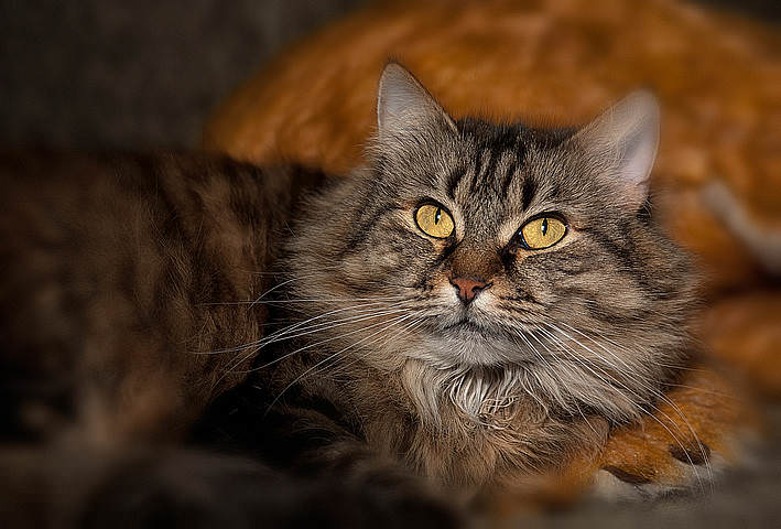 кошачый портрет