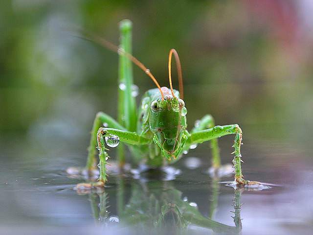 Кузя