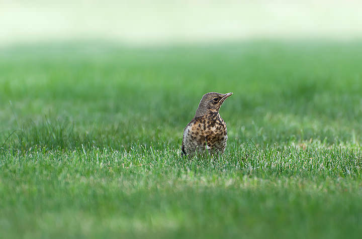 DSC_0325.jpg