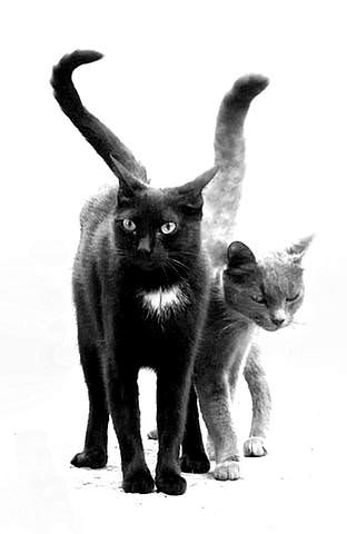 DUET