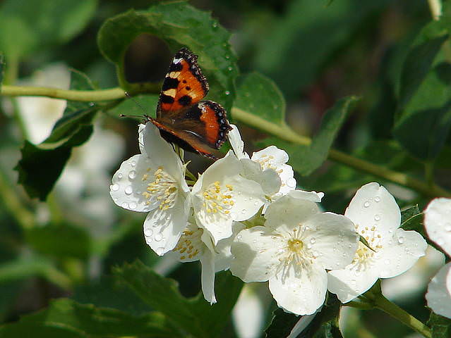 DSC00292.JPG