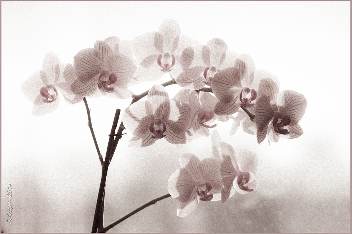 Орхидейки, зимние грезы