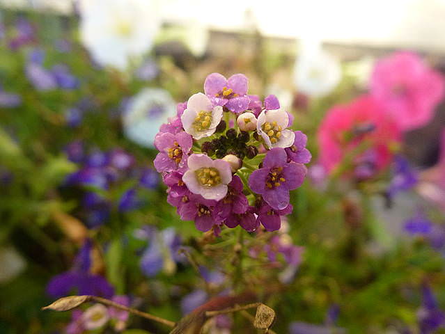P1150233.JPG