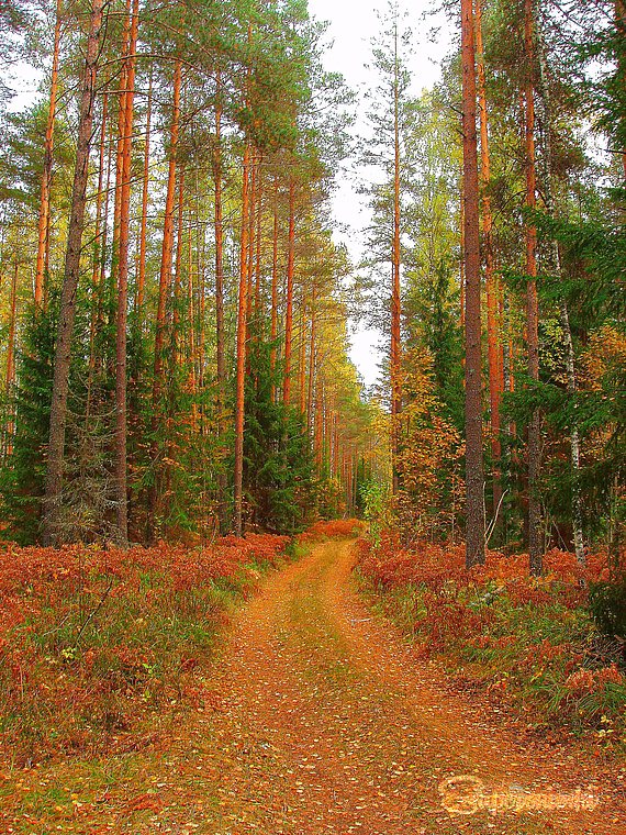 Тверская область. Осень в сосновом лесу