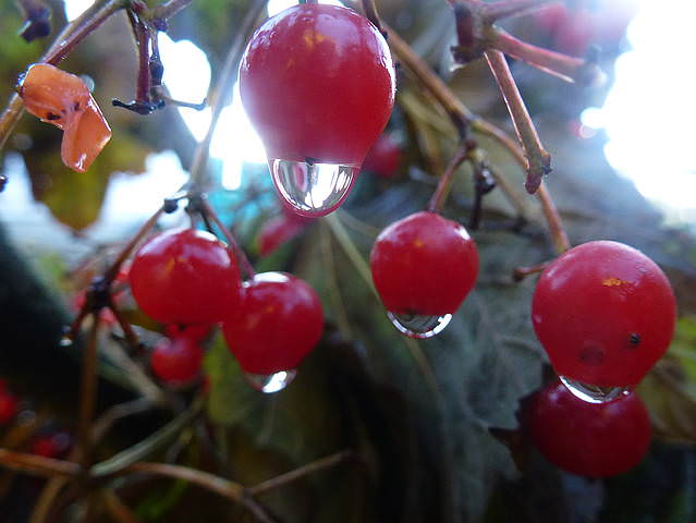P1150211.JPG