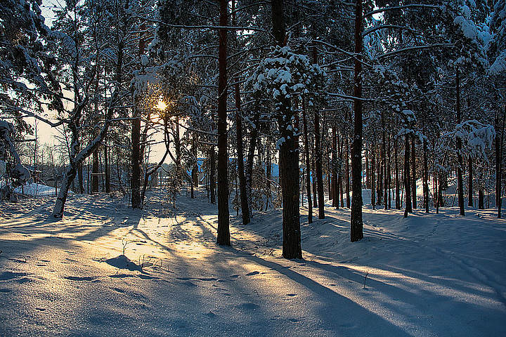 forest....