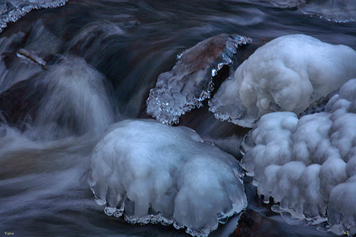 Winter life of jellyfish
