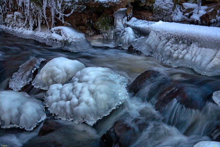 Winter life of jellyfish