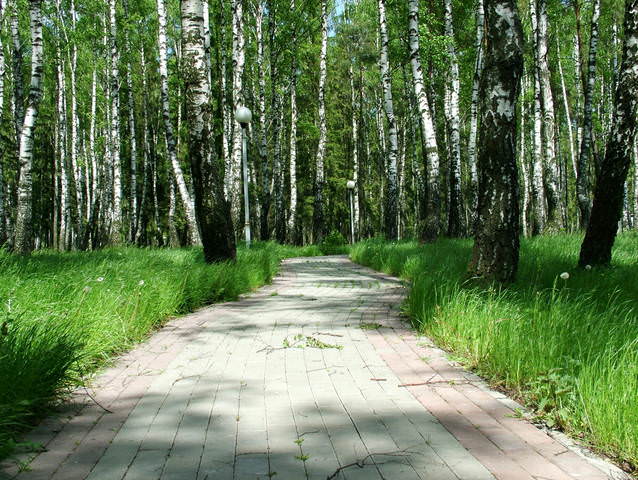 Аллея в берёзовой роще.
