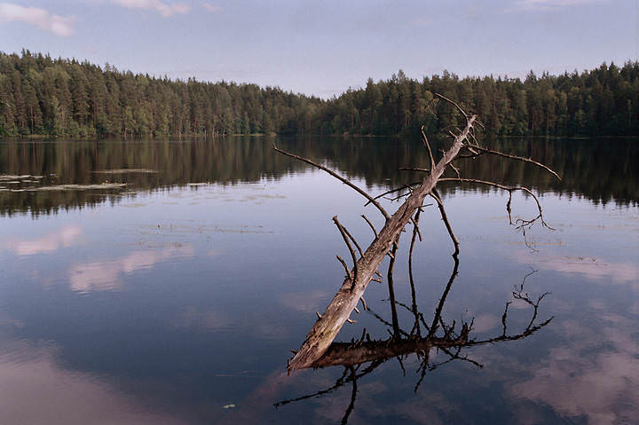Лесное озеро