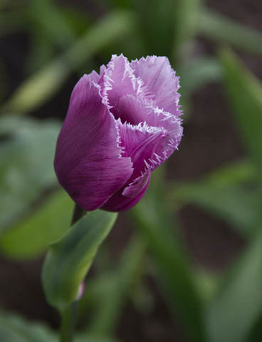 IMG_6805.jpg