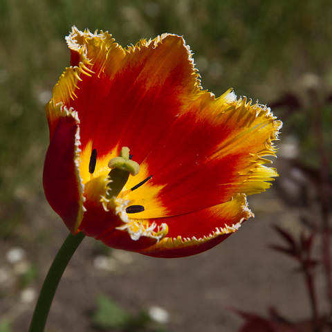 IMG_6808.jpg