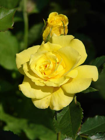 DSC00166.JPG
