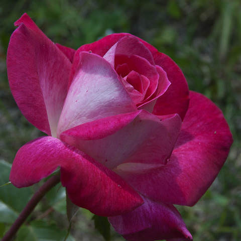 DSC_0053.jpg