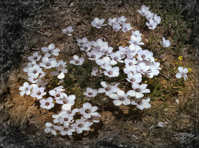белые цветы