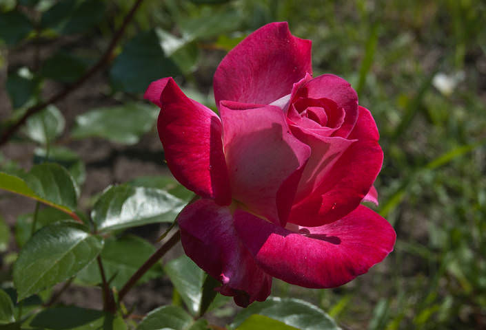 DSC_0043.jpg