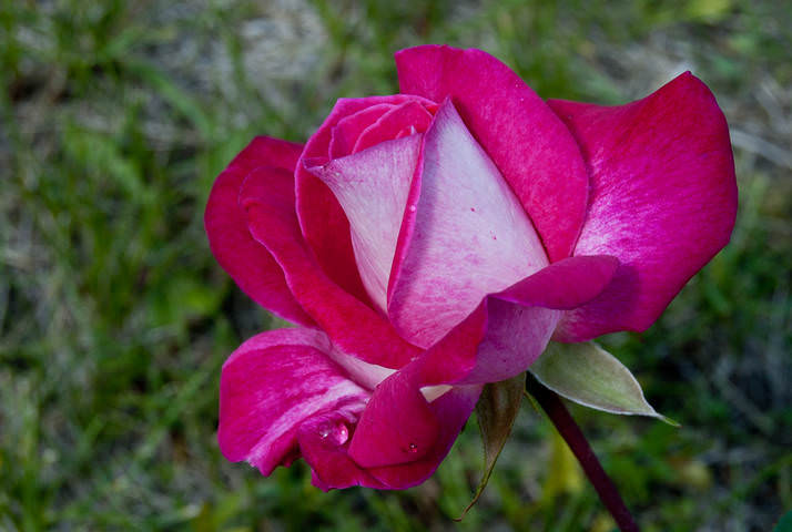 DSC_0056.jpg