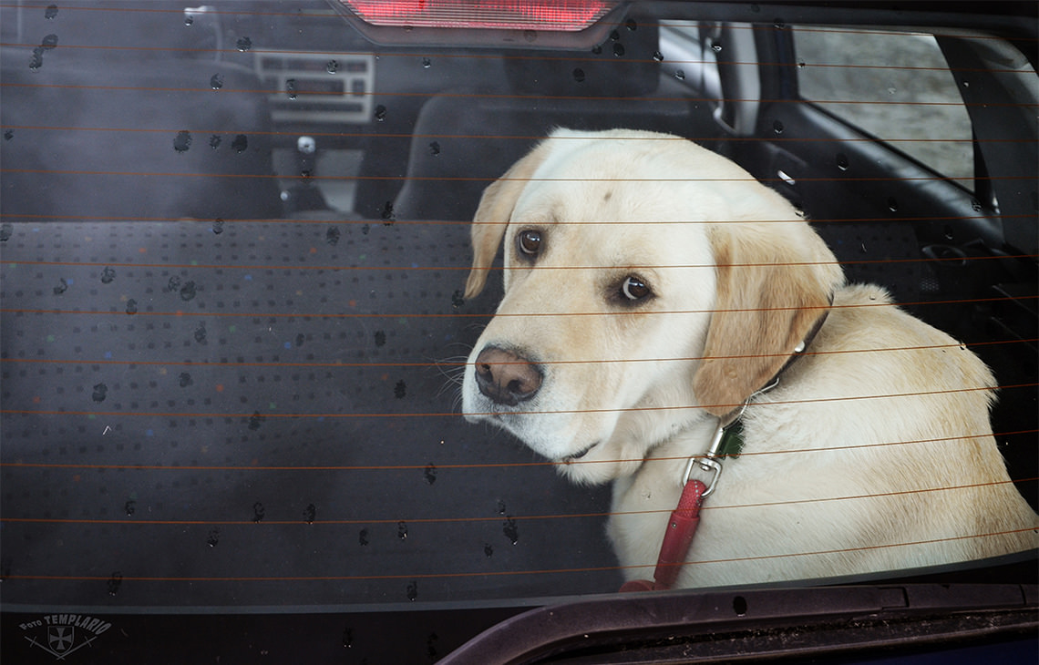 собака в салоне автомобиля 