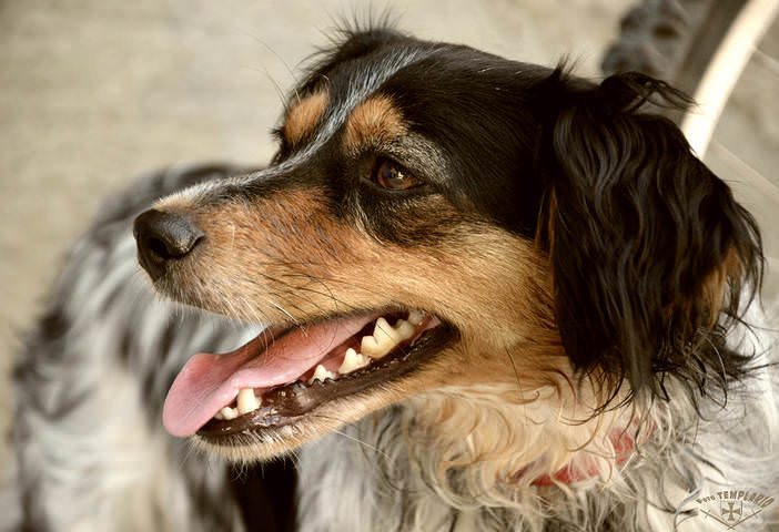 dog with open mouth red, четвероногий друг 