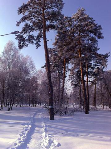 Скарятинский сад.