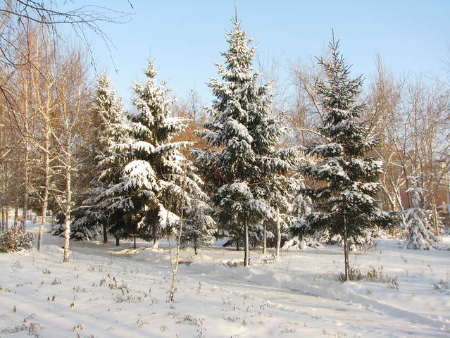 Зимний пейзаж