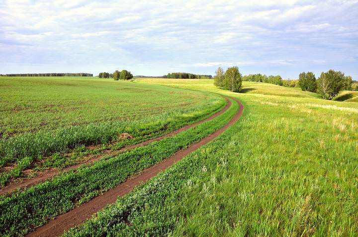 Полевая дорога