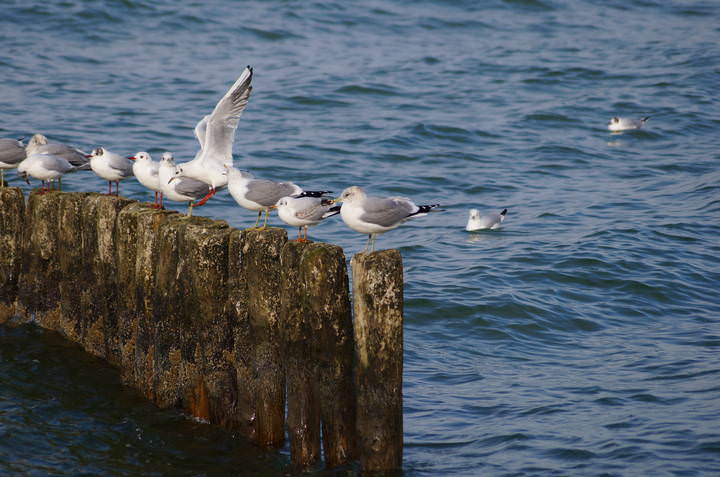 DSC00038.JPG