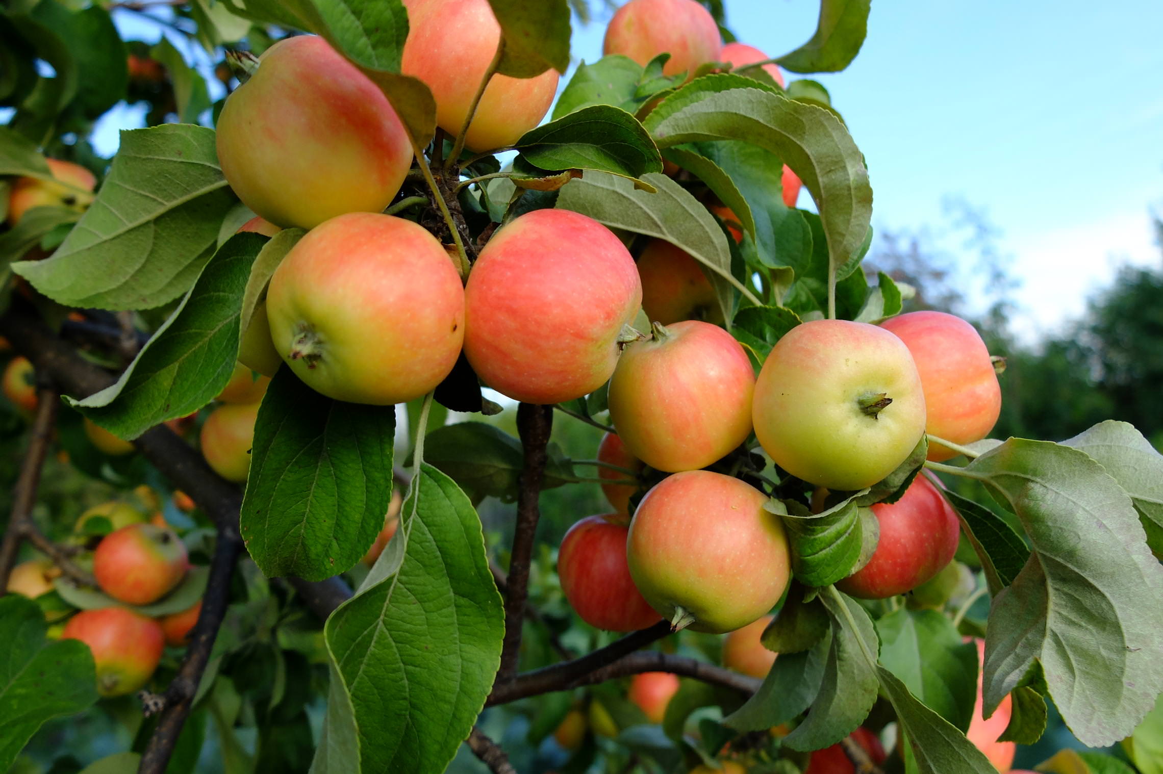 Сибирские яблоки.