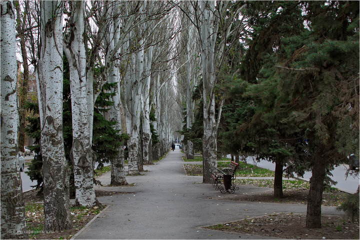 Тополёвая аллея