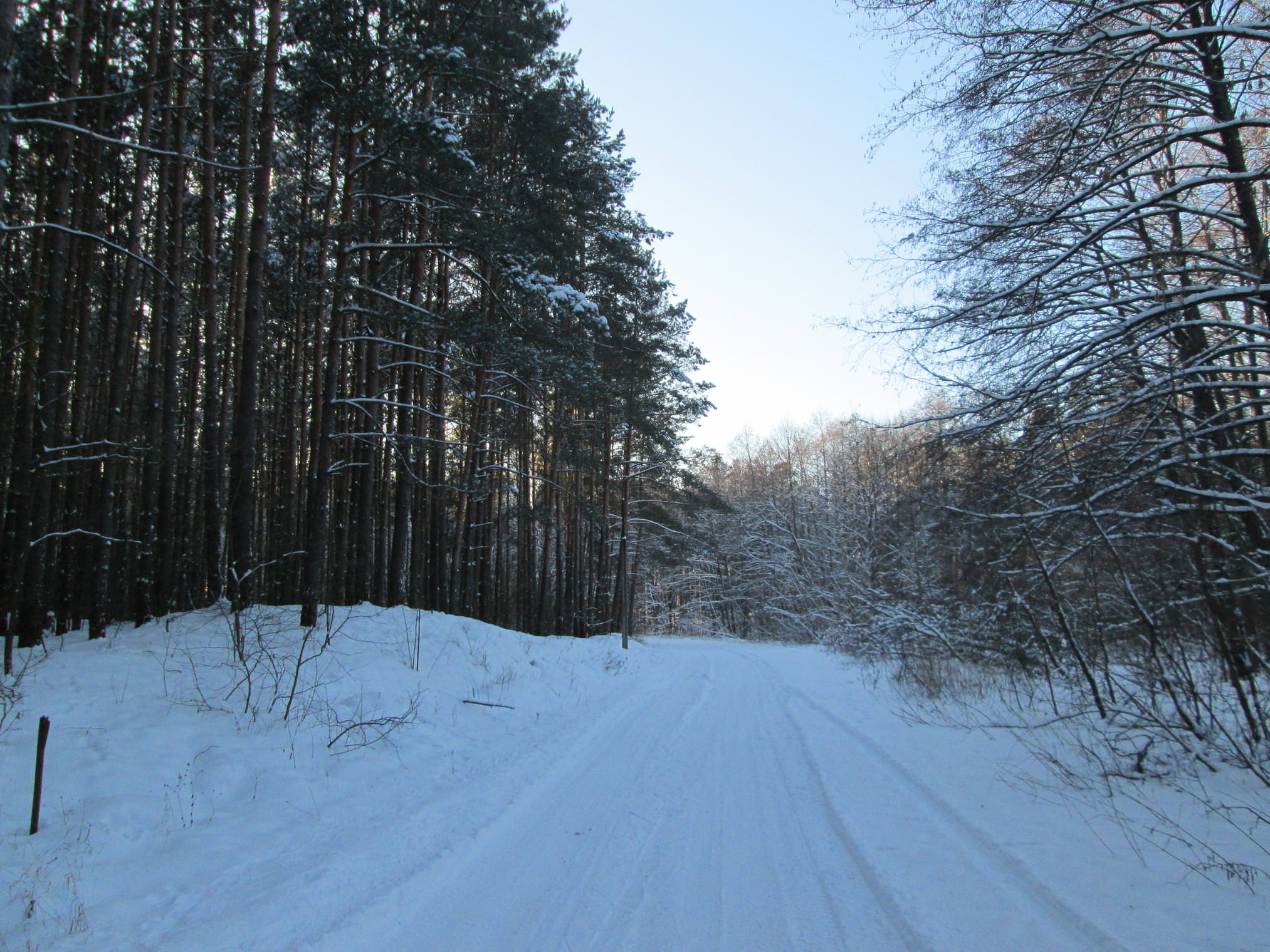 Белорусские леса. Зима