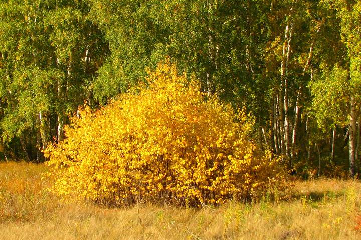 Золото осени.