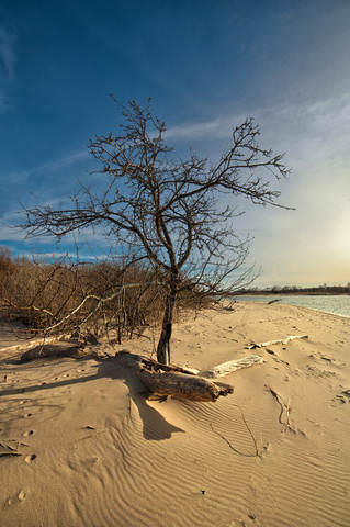 apple tree at the see