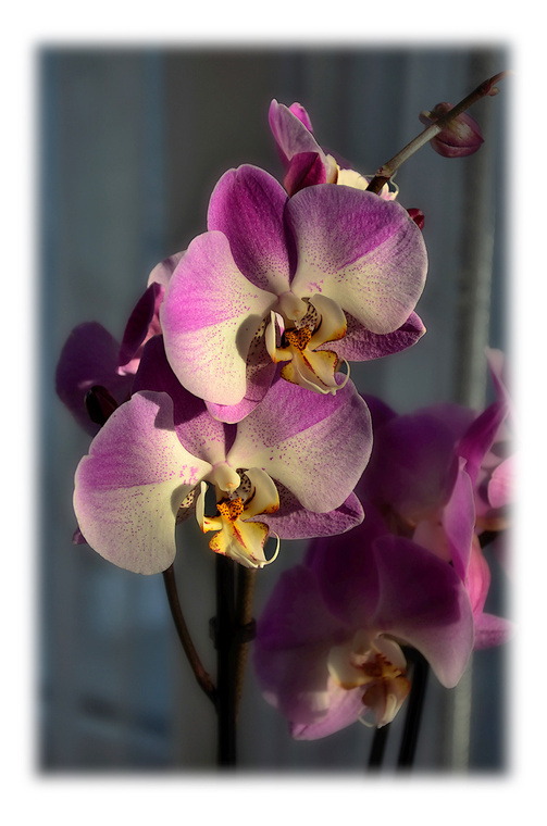 Орхидеи, освещённые солнцем