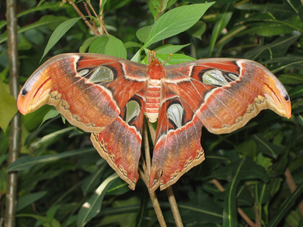 Б.АТЛАС-самая крупная ночная бабочка