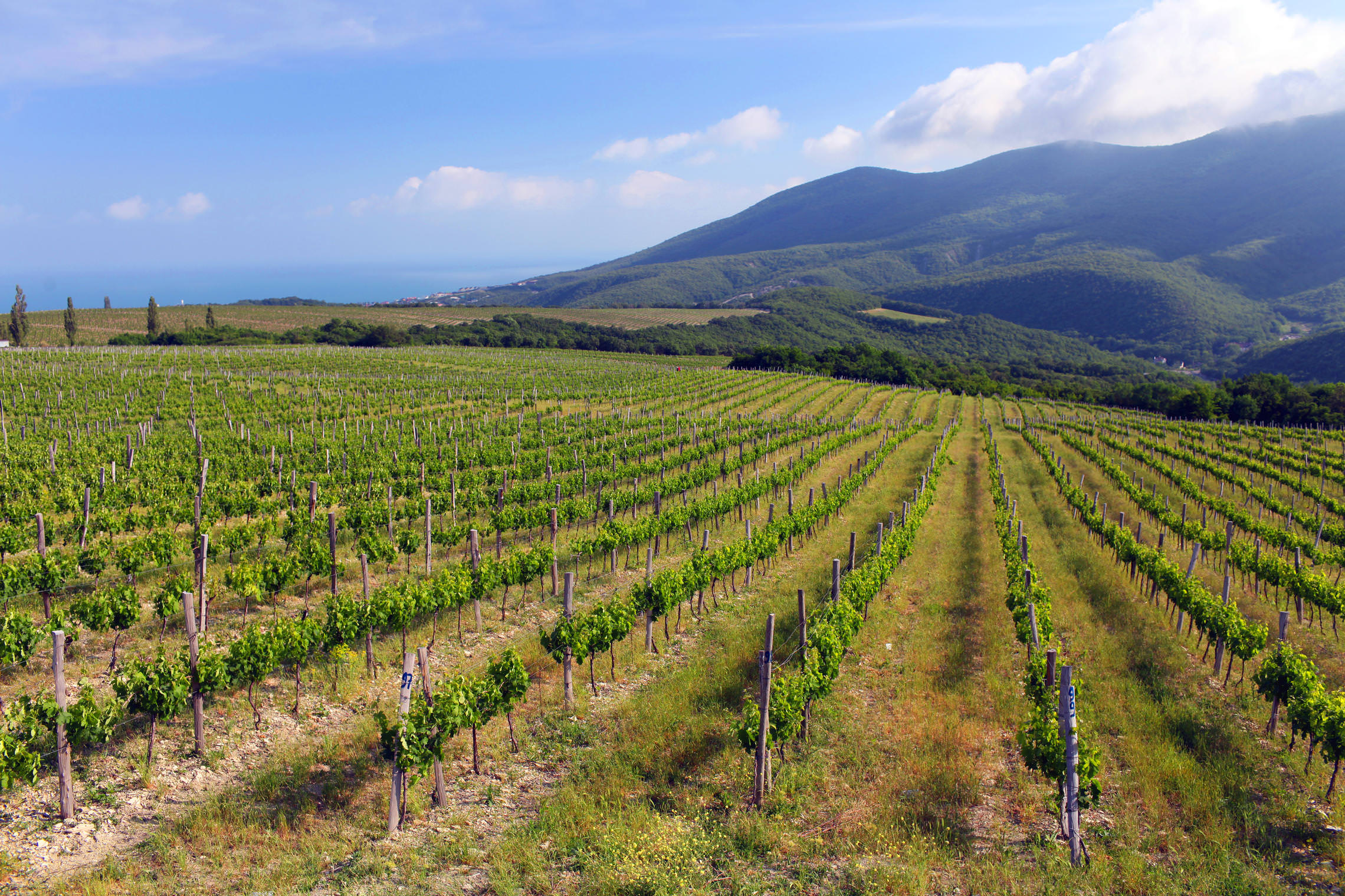 Северный кавказ специализируется на выращивании. Кахетия Алазанская Долина виноградники. Алазанская Долина виноградники. Виноградники Абрау Дюрсо. Рача-Лечхуми виноградники.