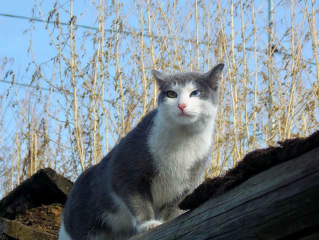 Красавишна.