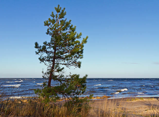 Колка
