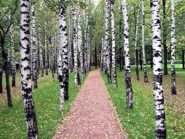 Осенняя аллея 