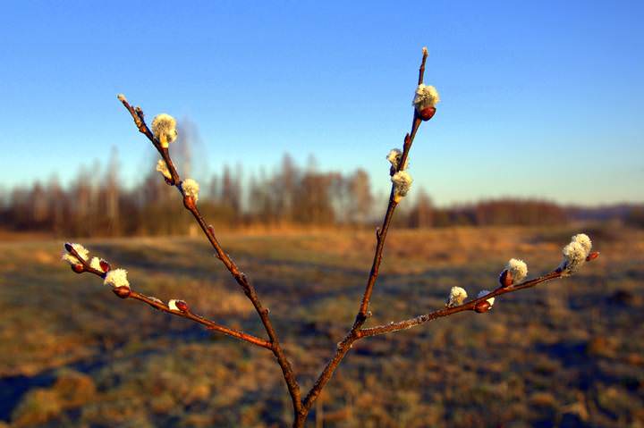 морозное утро 2