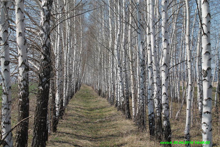 РУССКИЕ БЕРЁЗЫ