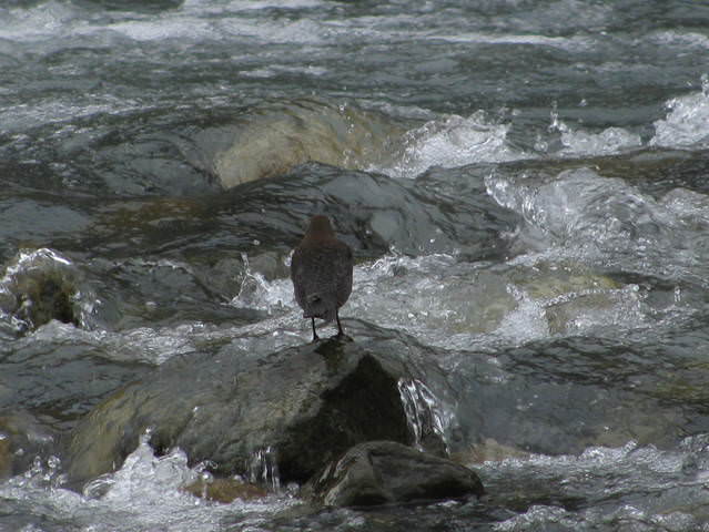 Водный птиц