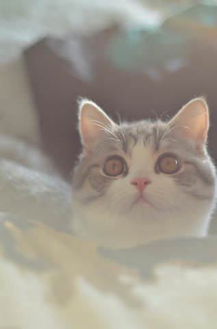  Кот из света