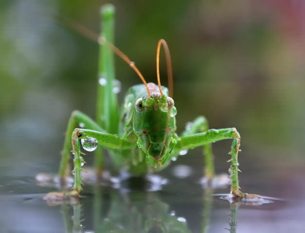 Кузя